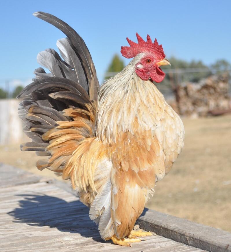 Serama Chickens | Serama For Sale