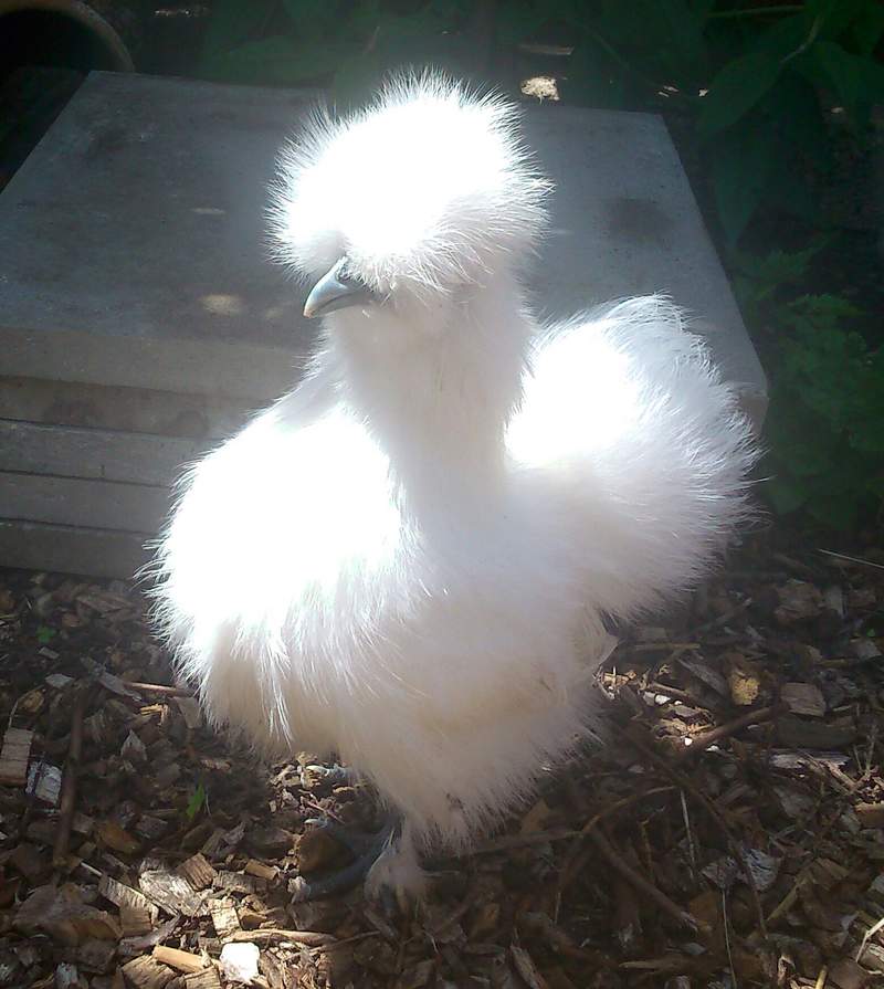 Silkie For Sale | Chickens | Breed Information | Omlet