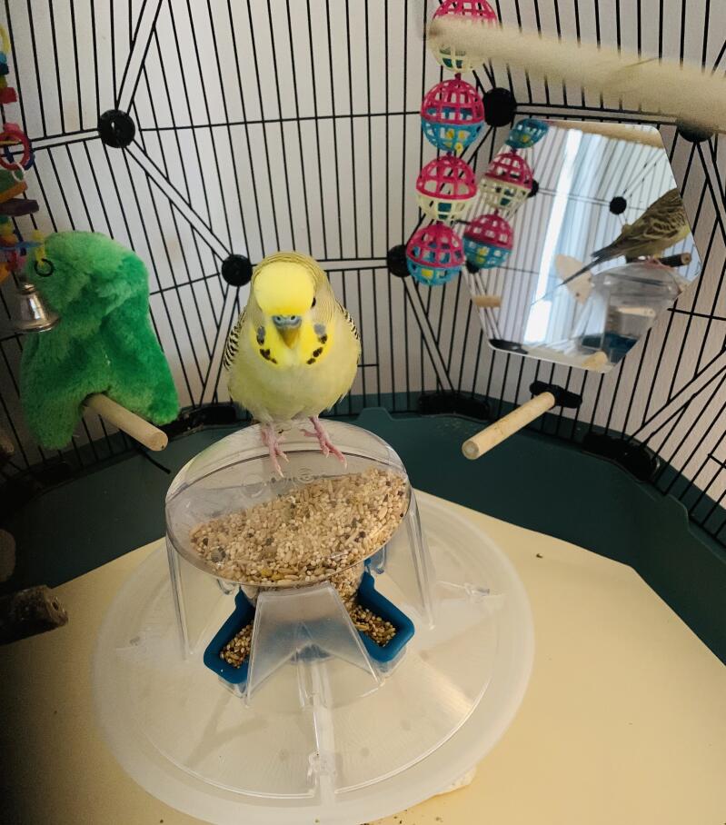 Geo Bird Cage The Beautiful Geodesic Budgie Cage