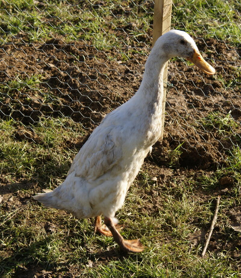 Indian Runners Ducks Breed Information Omlet