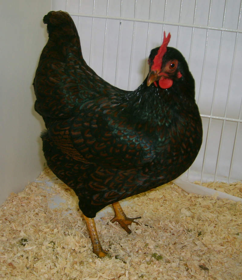 Australorps Chickens Australorps For Sale