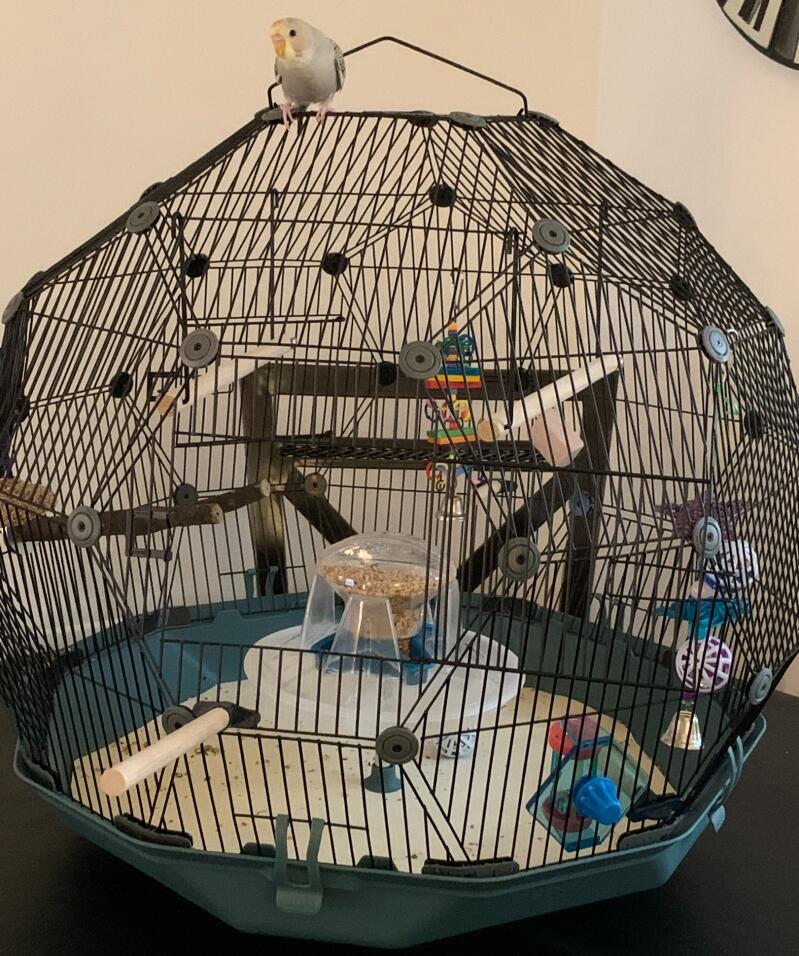 Geo Bird Cage The Beautiful Geodesic Budgie Cage