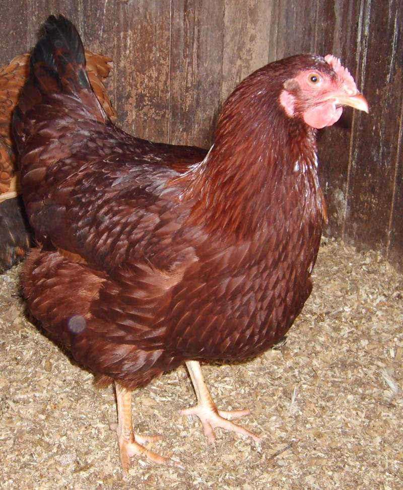 Rhode Island Red Chickens Rhode Island Red For Sale Rhode Island Red Chickens Rhode Island Red For Sale