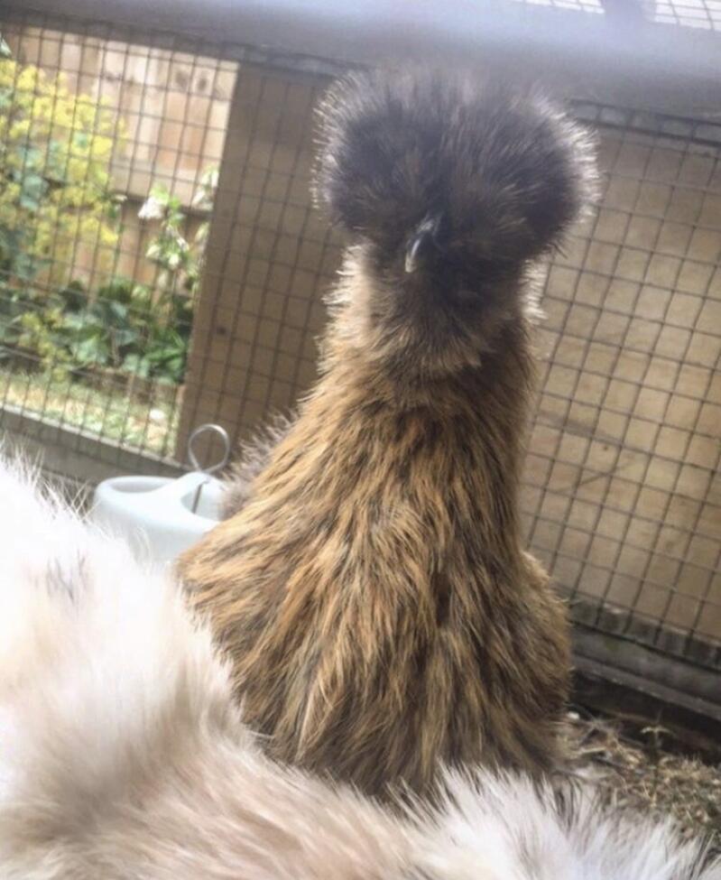 Silkie Chickens Silkie For Sale
