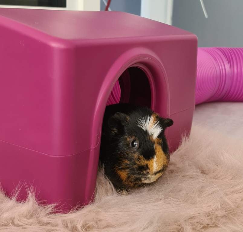 Zippi Guinea Pig Shelter Purple Omlet