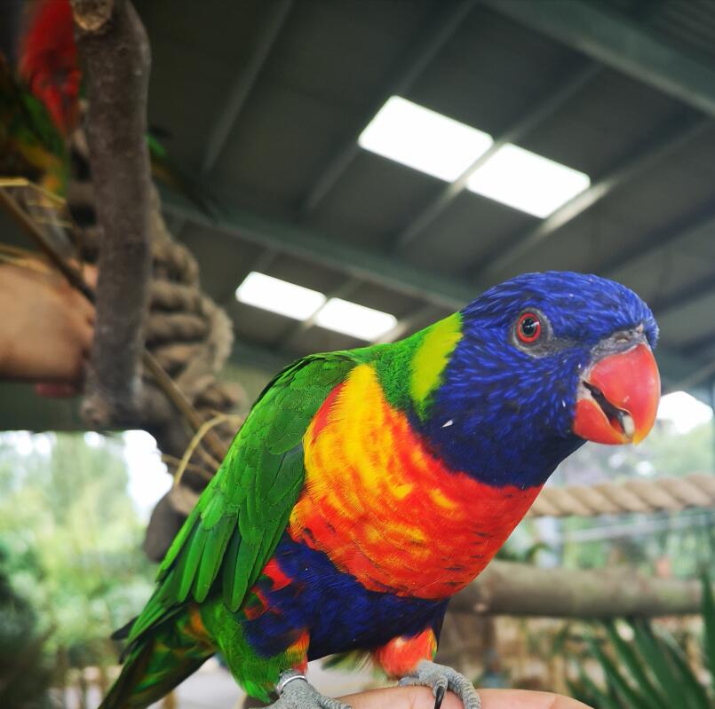Introduction to Parrots | Parrots | Guide | Omlet UK