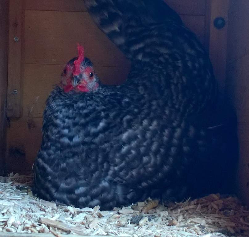 Easichick Bedding 10kg Poultry Bedding Chicken Coops, Walk in