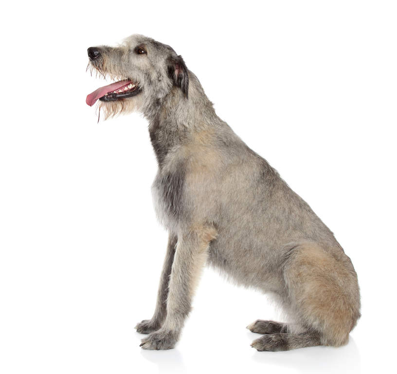 Irish Wolfhound Dogs Breed Information Omlet