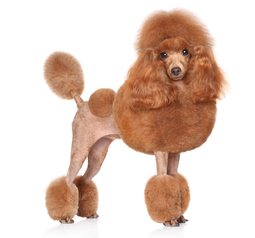 Toy Poodle Dogs Breed Information Omlet