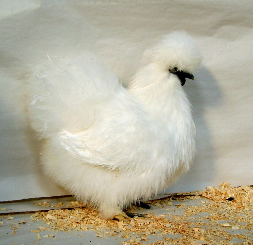 Silkie For Sale Chickens Breed Information Omlet