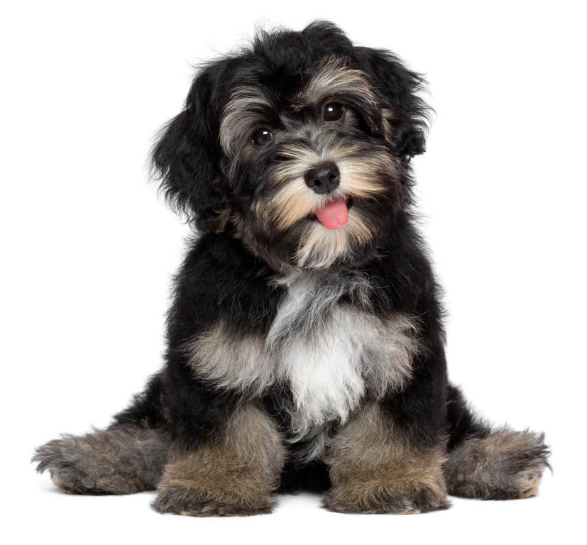 Havanese Dogs Breed Information Omlet