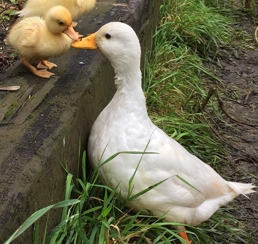 Call Duck Ducks Breed Information Omlet