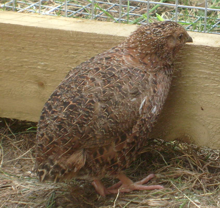 types of quail types of quail