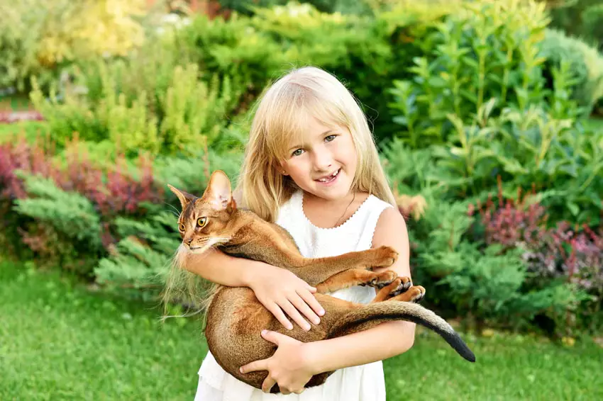 https://www.omlet.co.uk/images/cache/850/566/Cat-Cat_Guide-A_little_girl_holding_her_beautiful_Abyssinian_cat.webp