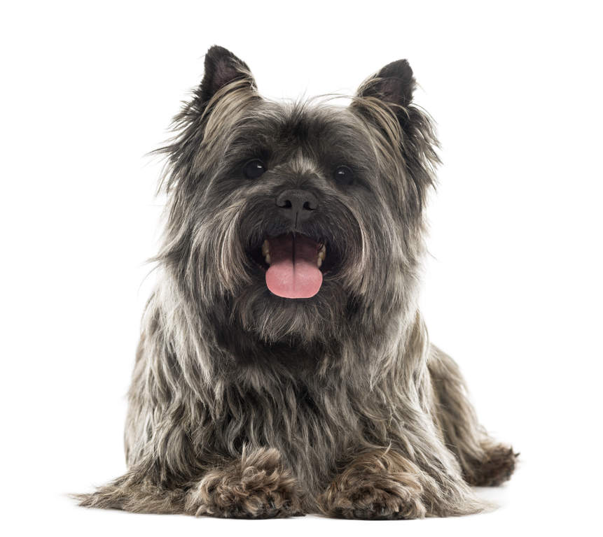 long haired cairn terrier