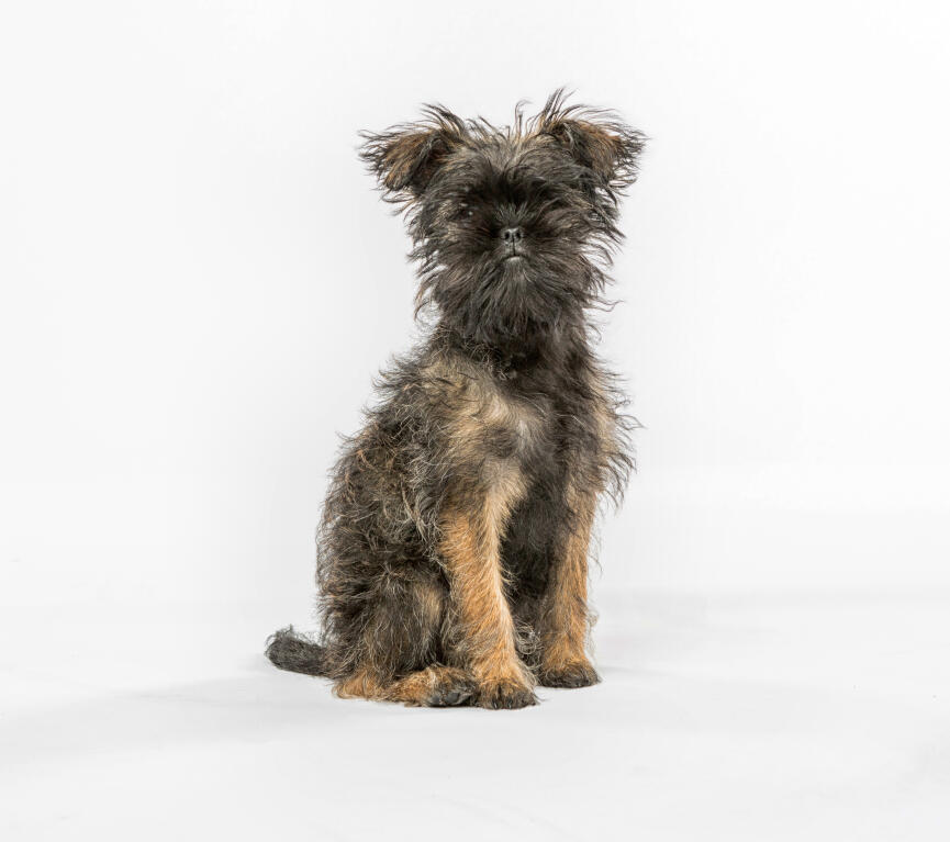 Pictures Of Affenpinscher Dogs Pictures Of Affenpinscher Dogs