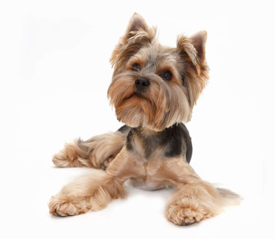 Yorkie hotsell litter box