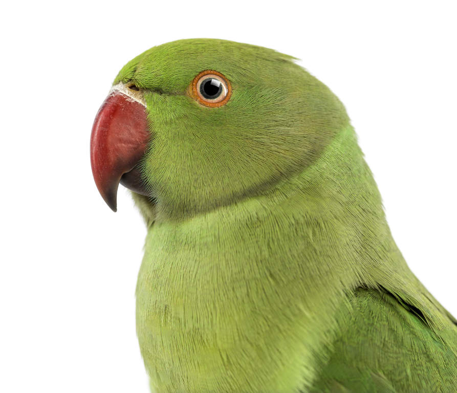 Rose Ringed Parakeet | Parrots | Breed Information | Omlet