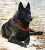 Norwegian Elkhound