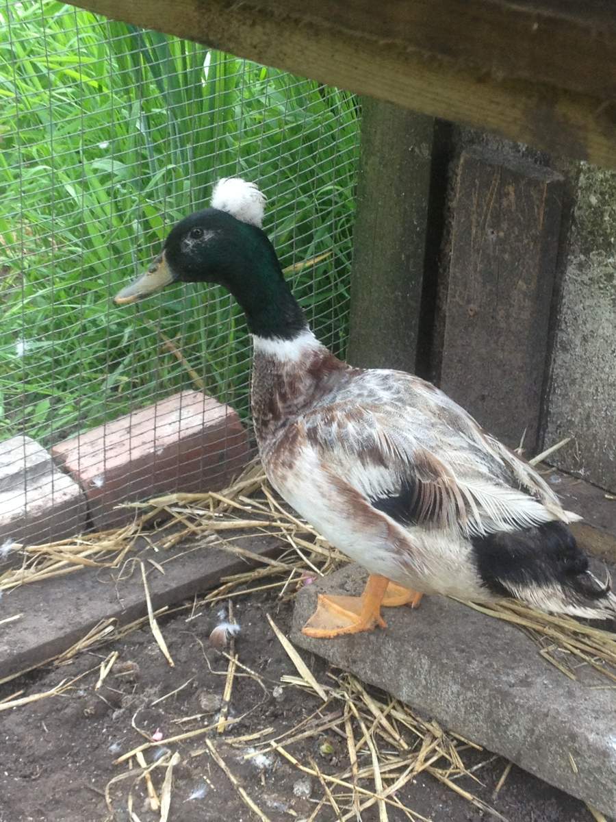 Ducks | Breed Information | Omlet