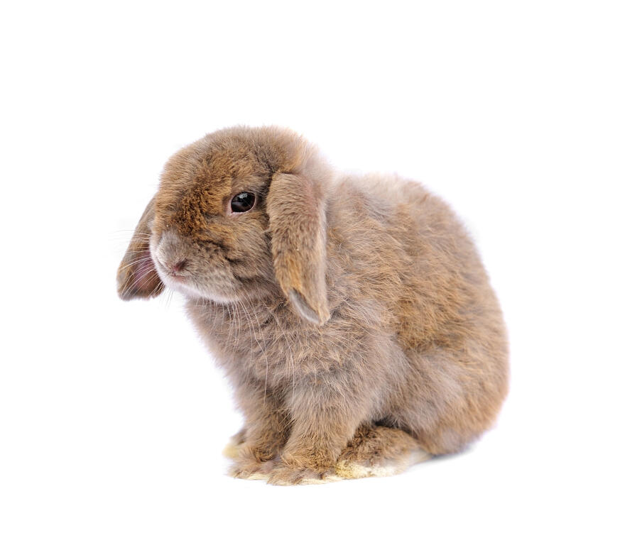 French Lop Rabbits | French Lop For Sale