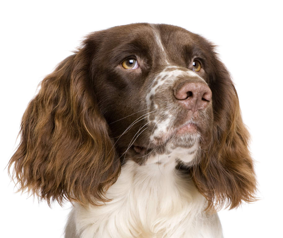 English shop springer puppies