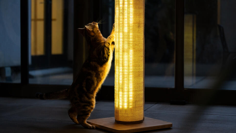 Tabby cat scratching light up scratching post
