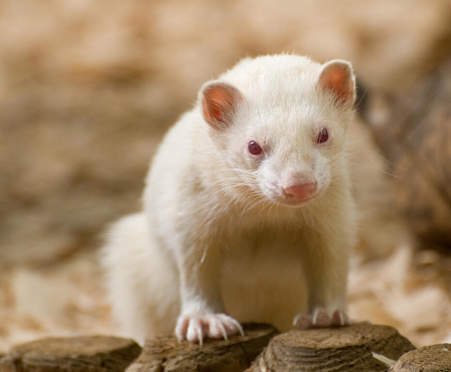 Albino For Sale Ferrets Breed Information Omlet Albino For Sale Ferrets Breed Information Omlet