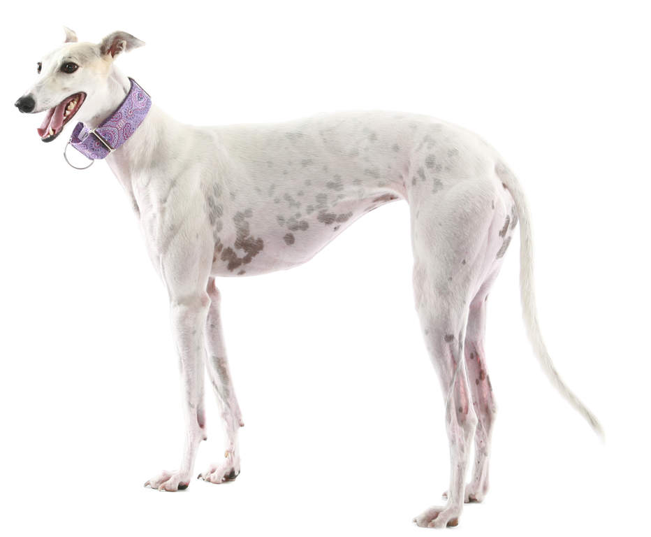 Greyhound Dogs Breed Information Omlet