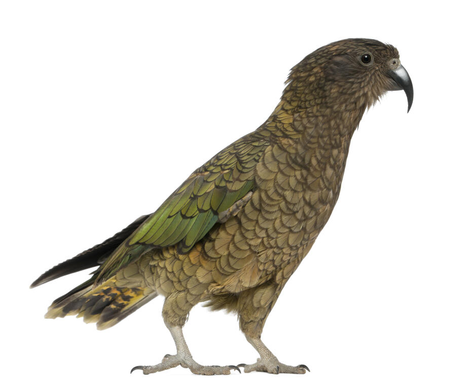 Kea Parrots Breed Information Omlet