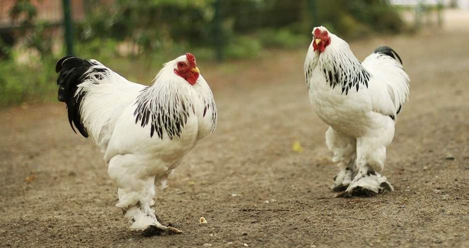 Orpington For Sale | Chickens | Breed Information | Omlet