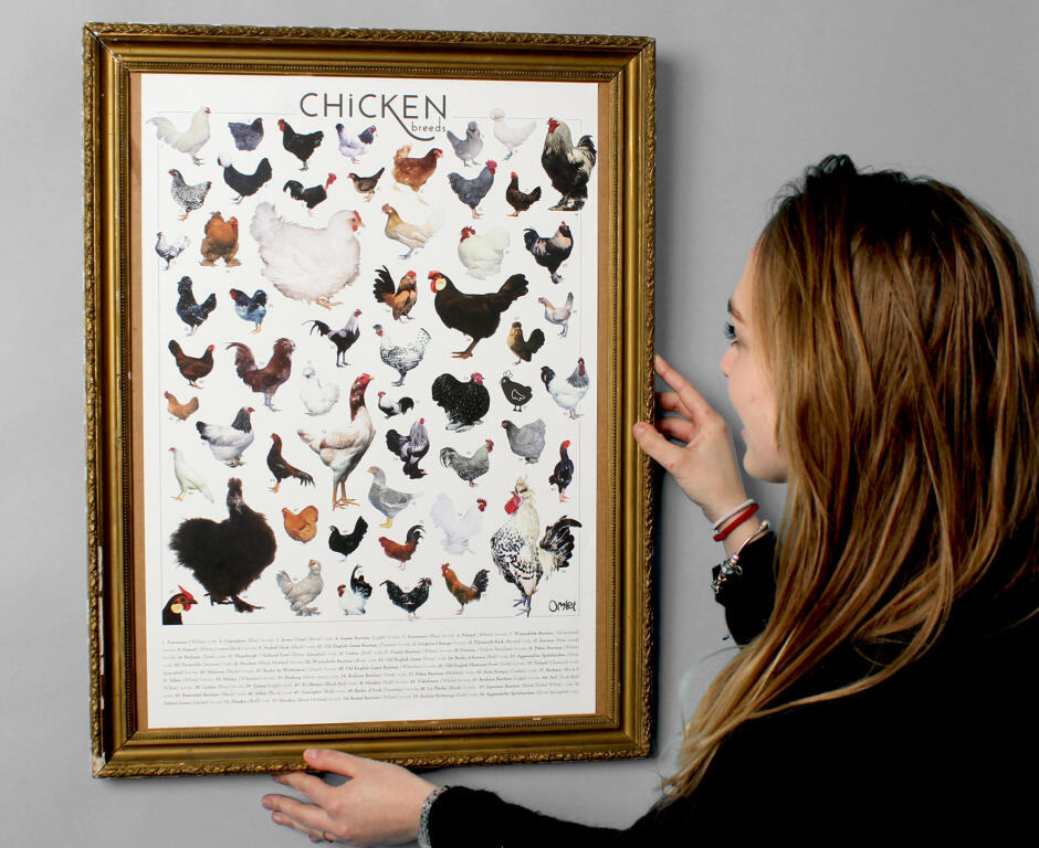 Chicken Breed Chart Poster