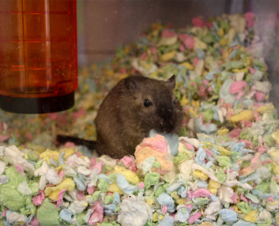 Carefresh Animal Bedding 10l Confetti Guinea Pig