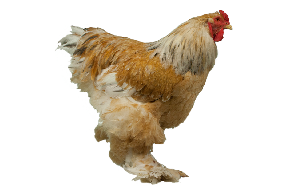 Hühnerführer
