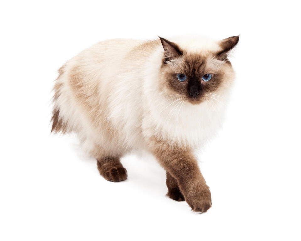 Ragdoll Cats | Cat Breeds