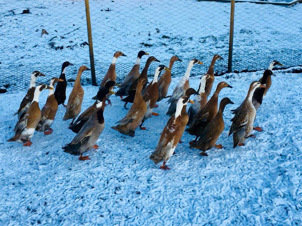 Indian Runners For Sale Ducks Breed Information Omlet