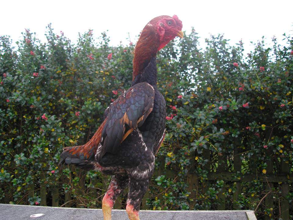 Ko Shamo For Sale Chickens Breed Information Omlet