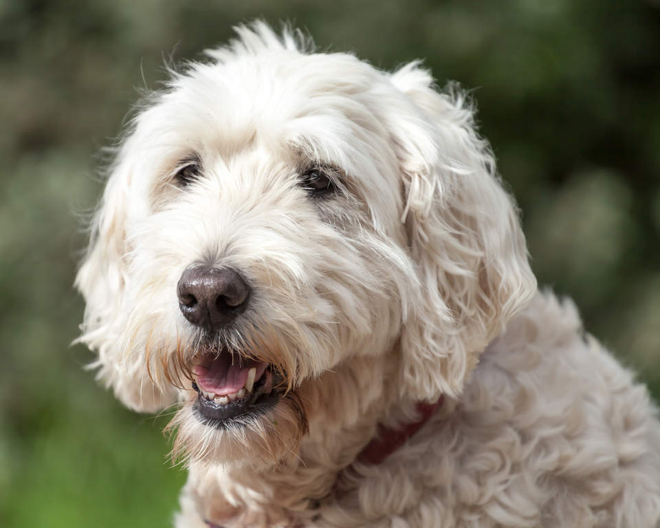 soft coated irish terrier