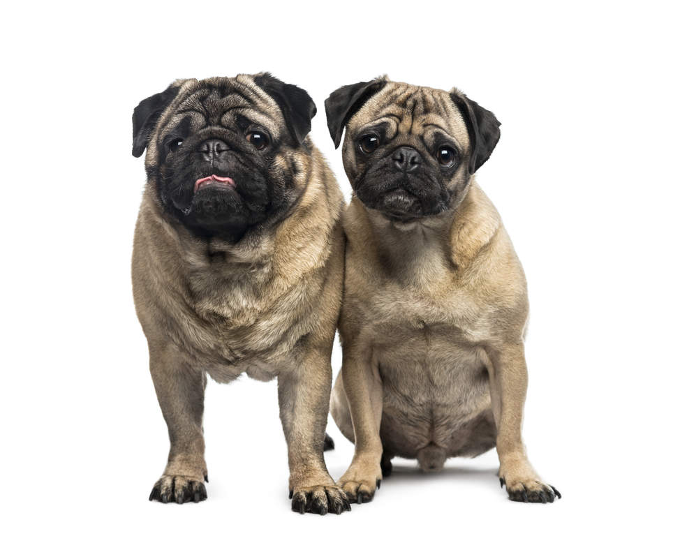 pug information uk pug dogs breed information omlet pug information uk pug dogs breed information omlet