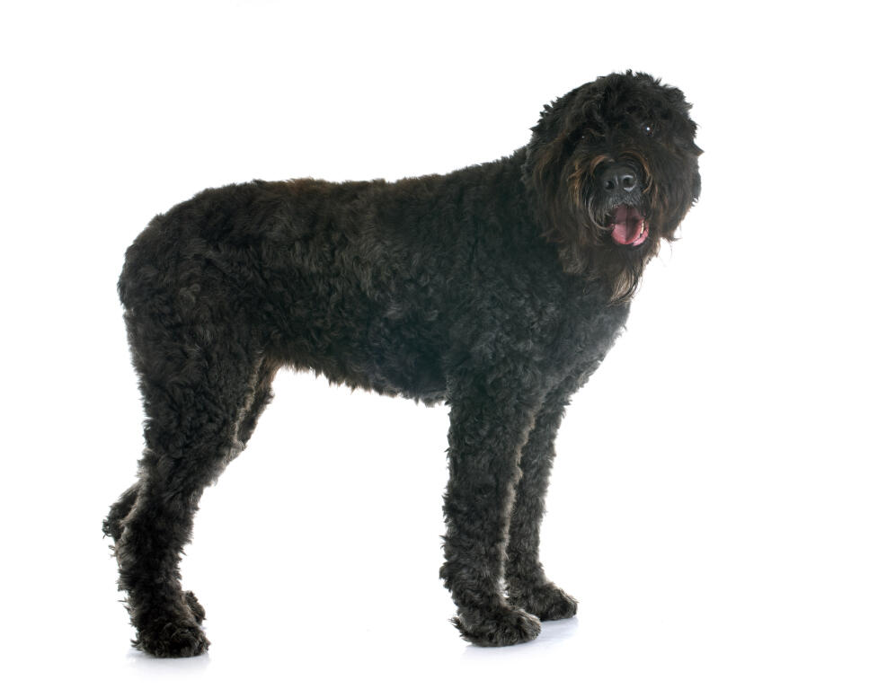 Bouvier Des Flandres Dogs Breed Information Omlet