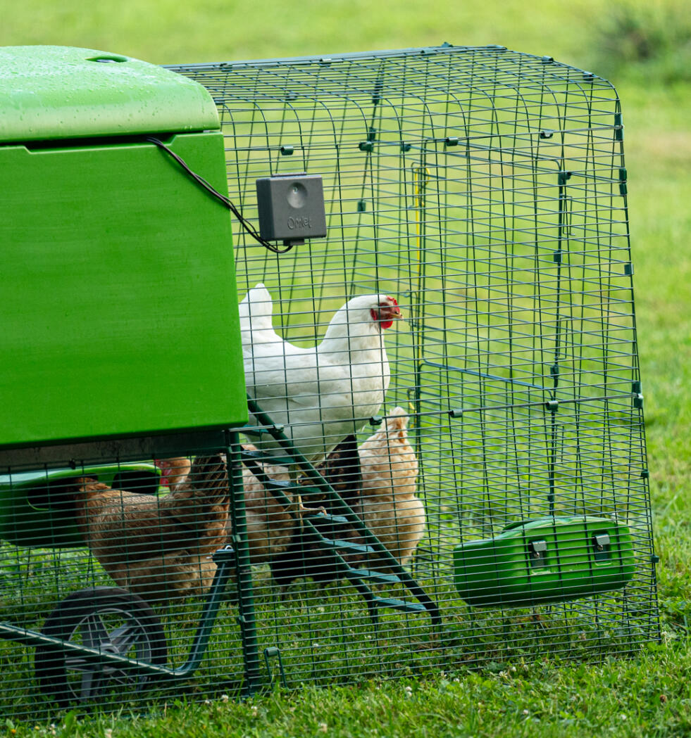 Chickens leaving their coop to go into their run.