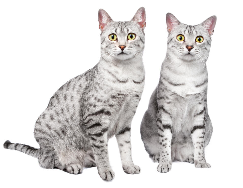 Egyptian Mau | Cats | Breed Information | Omlet