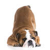 Bulldog