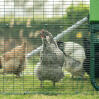 hens inside a predator proof chicken coop run