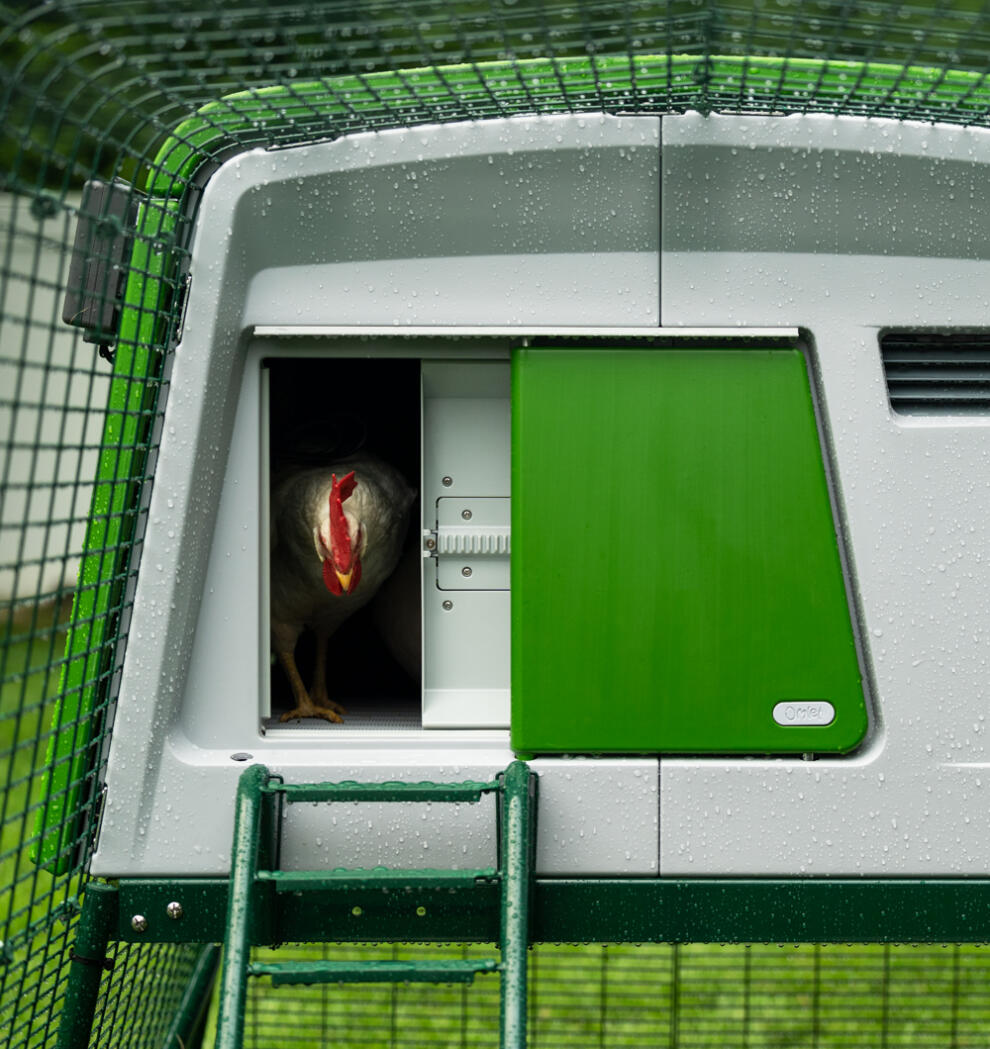A chicken leaving the Eglu Cube using the Autodoor.