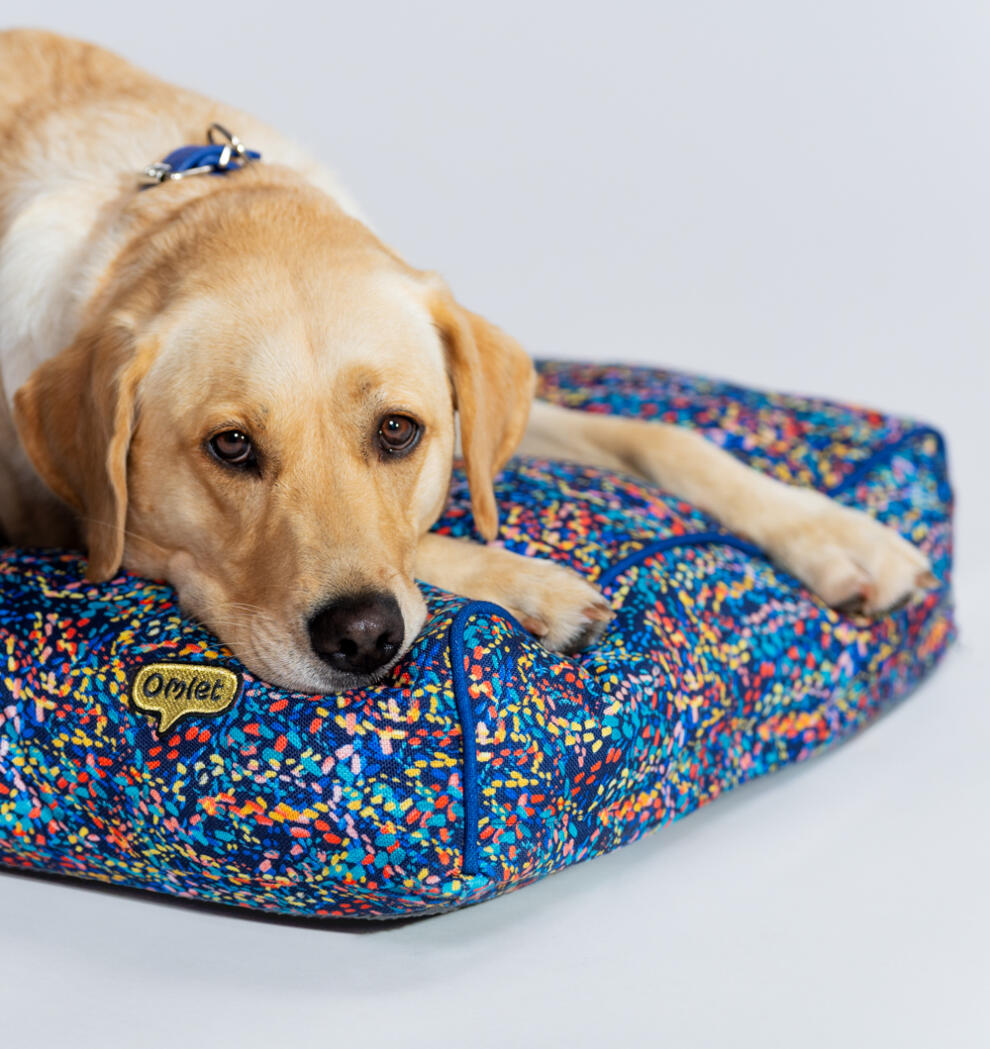 A close up of a dog on the Patterpaws Neon cushion dog bed