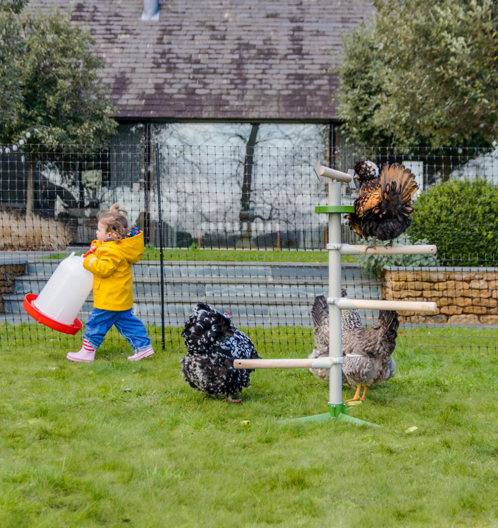 A child next to chickens playing on a freestanding perch with chicken fencing in the background.
