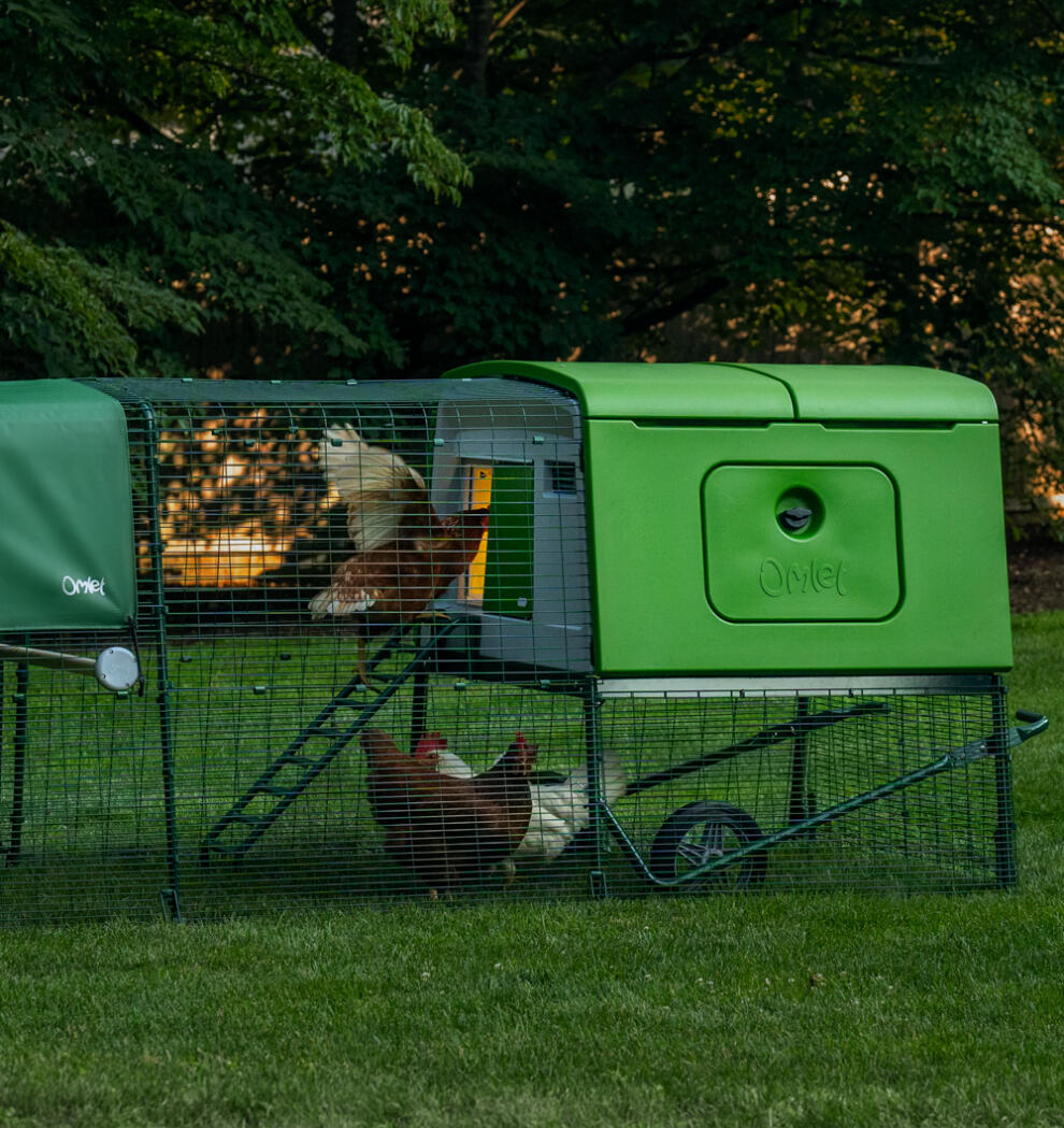 chickens in a coop in the evening in a garden