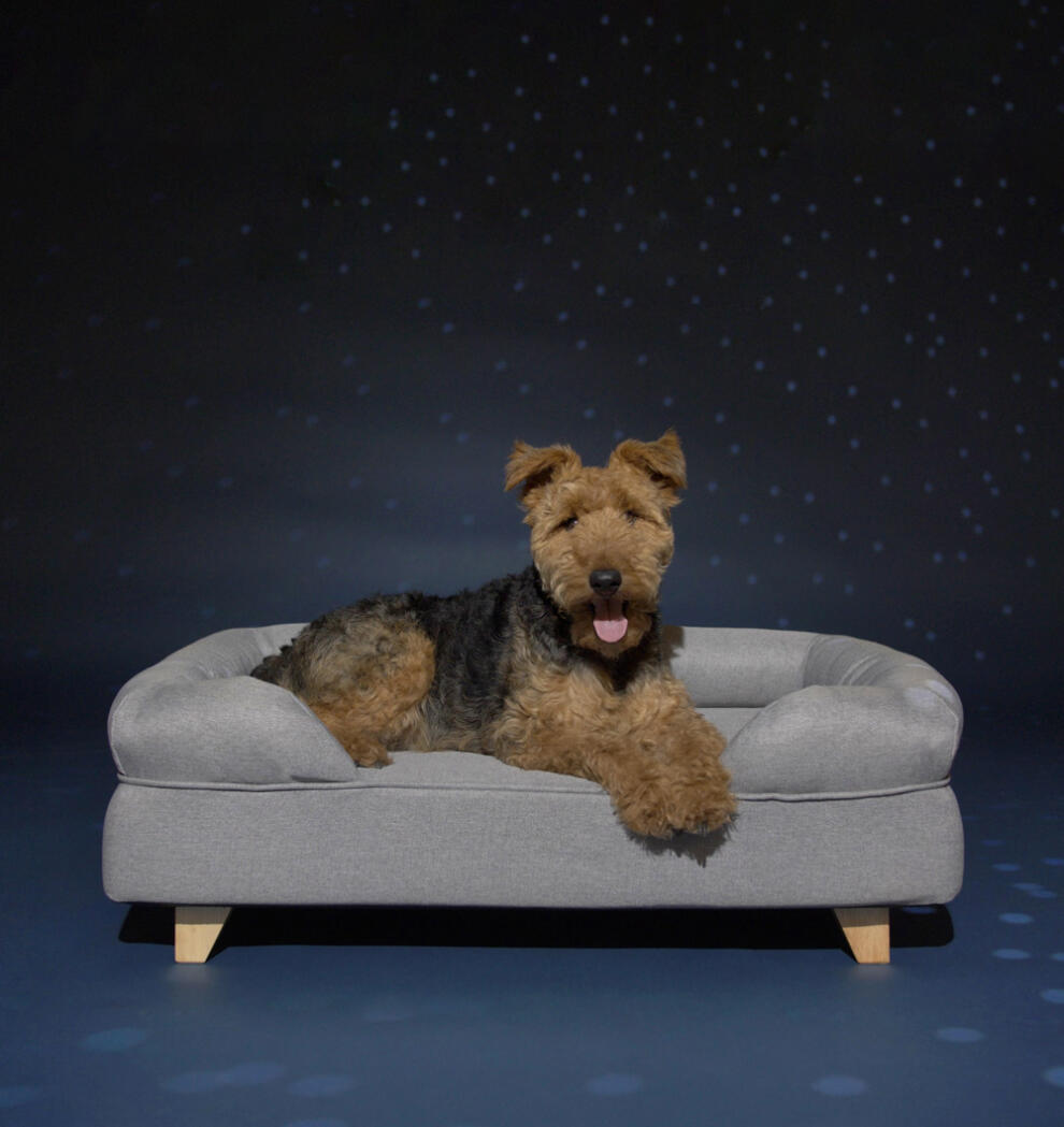 dog lying on a grey bolster bed with square wooden feet