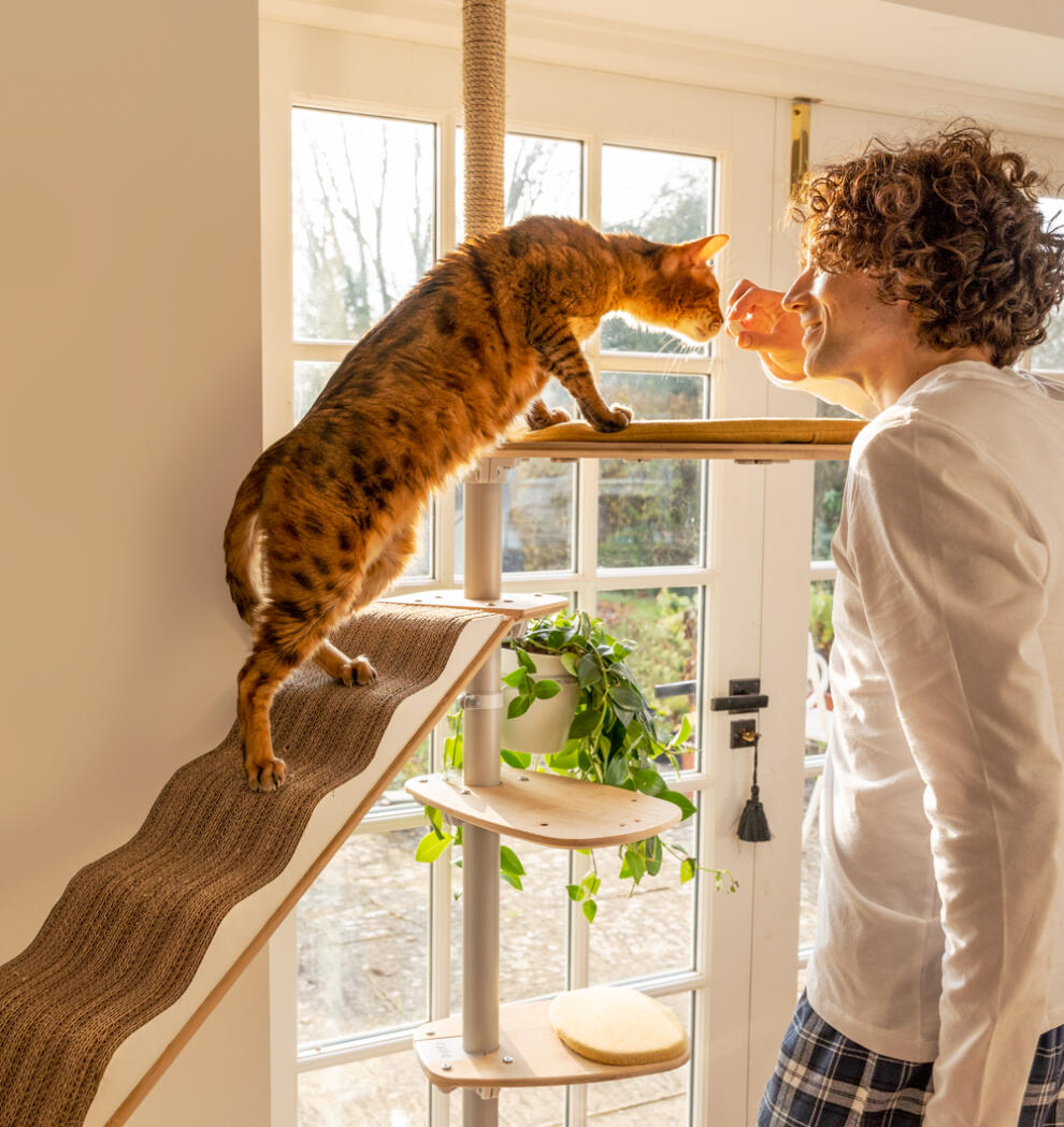 A man petting his cat on the indoor freestyle cat tree.